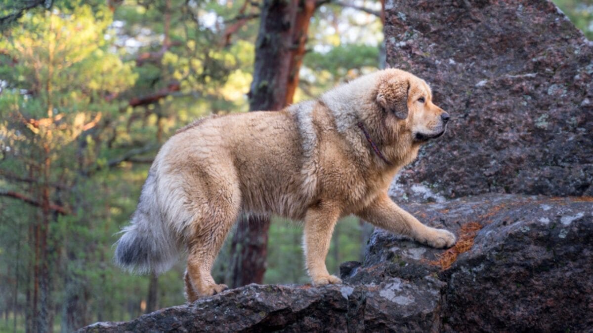 10 Reasons the Tibetan Mastiff Earns its Title as the "Lion Dog" of Tibet 5 10 Reasons the Tibetan Mastiff Earns its Title as the "Lion Dog" of Tibet - tibetan mastiff in nature ss1859223115