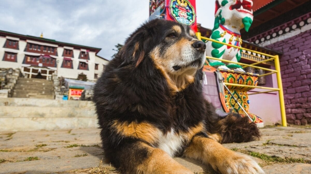 10 Reasons the Tibetan Mastiff Earns its Title as the "Lion Dog" of Tibet 6 10 Reasons the Tibetan Mastiff Earns its Title as the "Lion Dog" of Tibet - tibetan mastiff monasteries ss2153332465