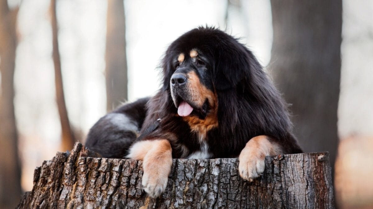10 Reasons the Tibetan Mastiff Earns its Title as the "Lion Dog" of Tibet 11 10 Reasons the Tibetan Mastiff Earns its Title as the "Lion Dog" of Tibet - tibetan mastiff rare ss2191181951