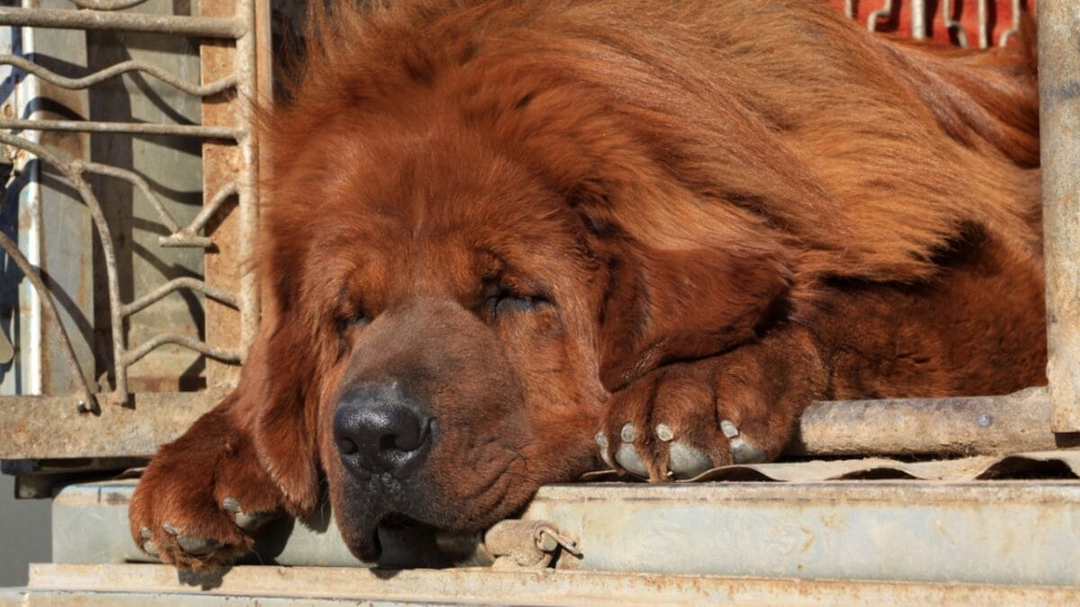 10 Reasons the Tibetan Mastiff Earns its Title as the "Lion Dog" of Tibet 7 10 Reasons the Tibetan Mastiff Earns its Title as the "Lion Dog" of Tibet - tibetan mastiff sleeping ss90877304