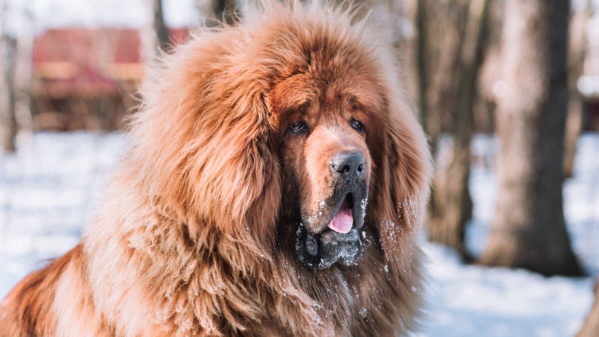 23 Dog Breeds That Could Be Lifesavers in a Zombie Apocalypse - tibetan mastiff ss1449169496