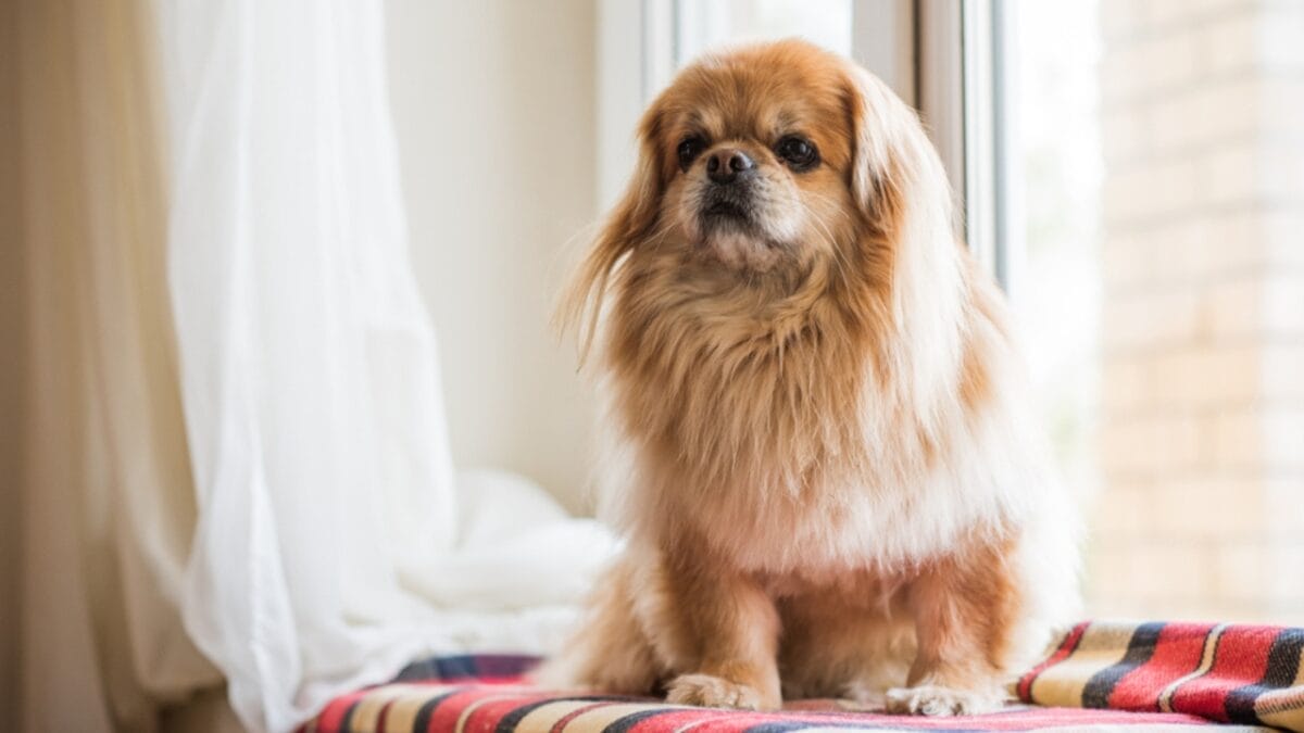 10 Centuries-Old Ways the Tibetan Spaniel Protected Temples & Its People 10 10 Centuries-Old Ways the Tibetan Spaniel Protected Temples & Its People - tibetan spaniel home ss1320702161