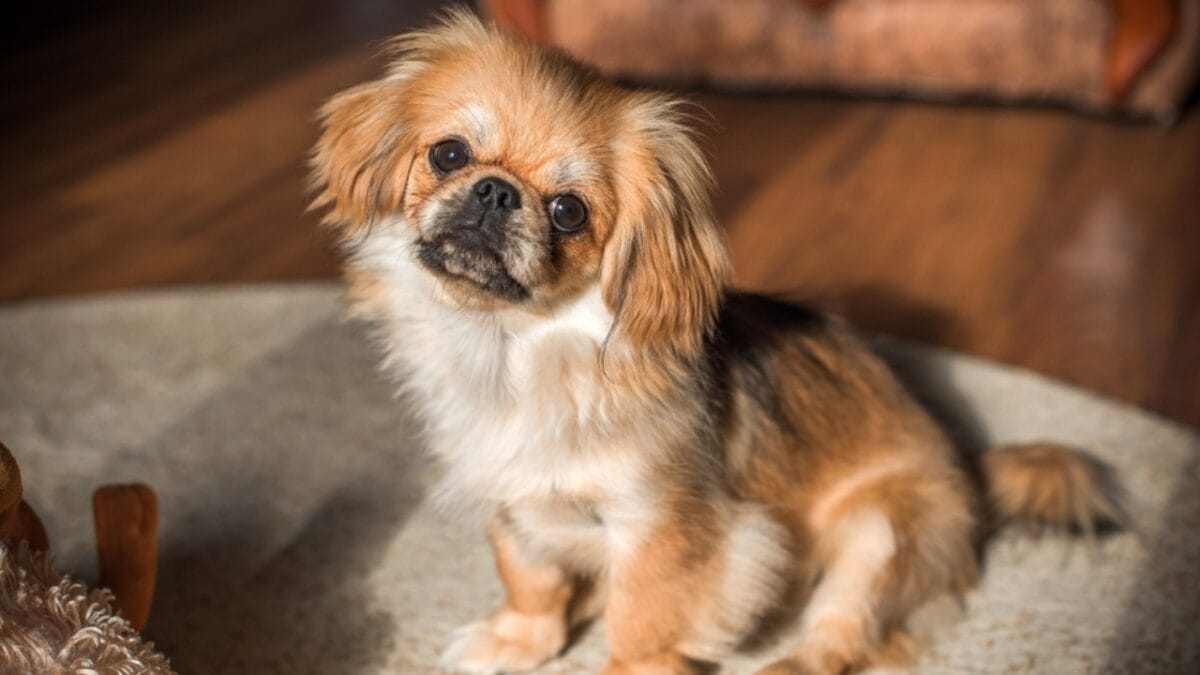 10 Centuries-Old Ways the Tibetan Spaniel Protected Temples & Its People 6 10 Centuries-Old Ways the Tibetan Spaniel Protected Temples & Its People - tibetan spaniel in home ss2387686507