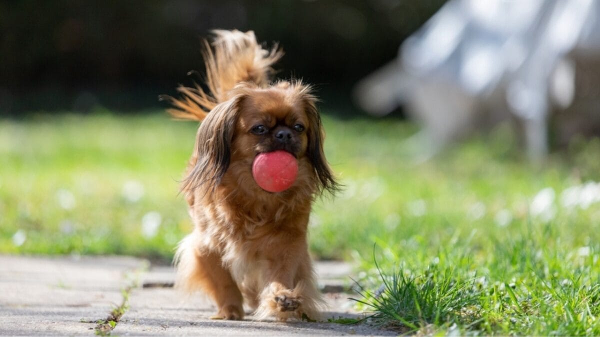 10 Centuries-Old Ways the Tibetan Spaniel Protected Temples & Its People 11 10 Centuries-Old Ways the Tibetan Spaniel Protected Temples & Its People - tibetan spaniel playful ss2266061251