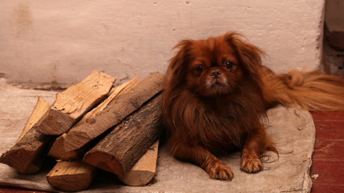 10 Centuries-Old Ways the Tibetan Spaniel Protected Temples & Its People 7 10 Centuries-Old Ways the Tibetan Spaniel Protected Temples & Its People - tibetan spaniel survival ss1858043503