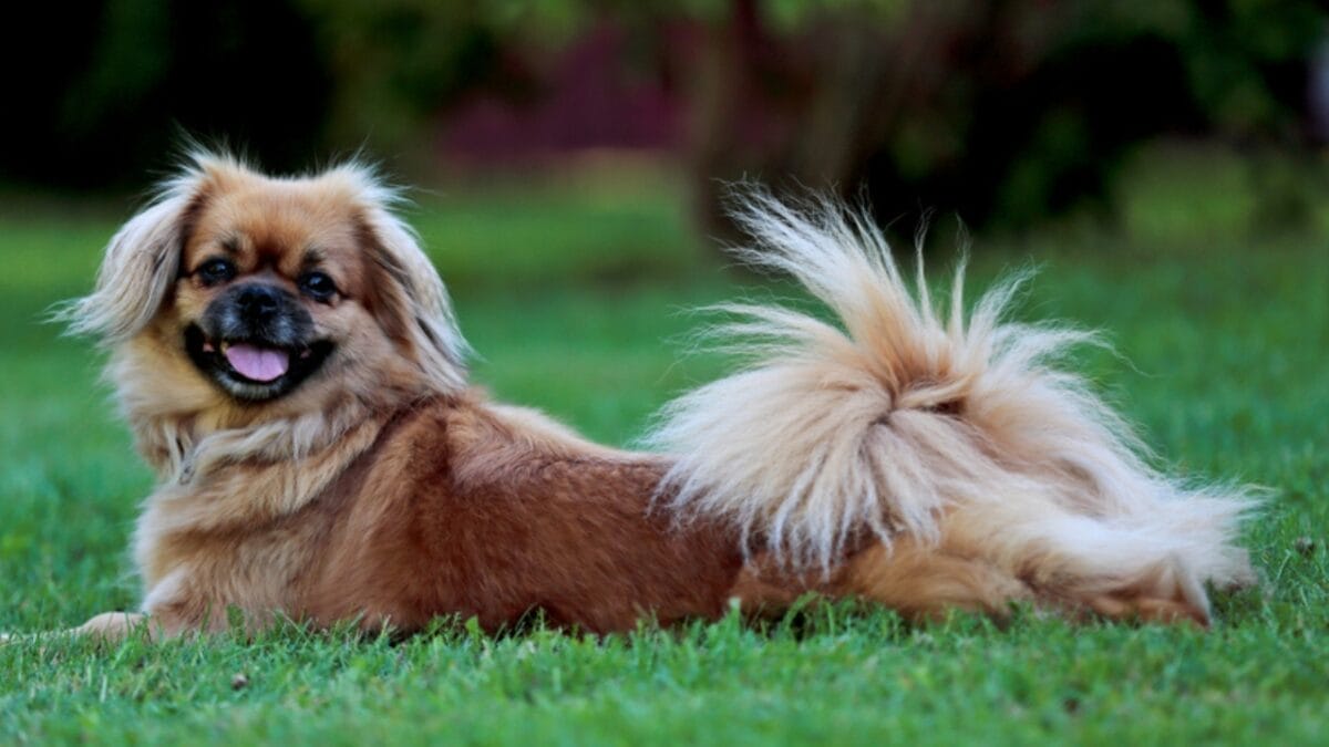 20 Dog Breeds That Lift Your Spirits & Bring Comfort on Hard Days 19 20 Dog Breeds That Lift Your Spirits & Bring Comfort on Hard Days - tibetan spaniel threat ss1119822860