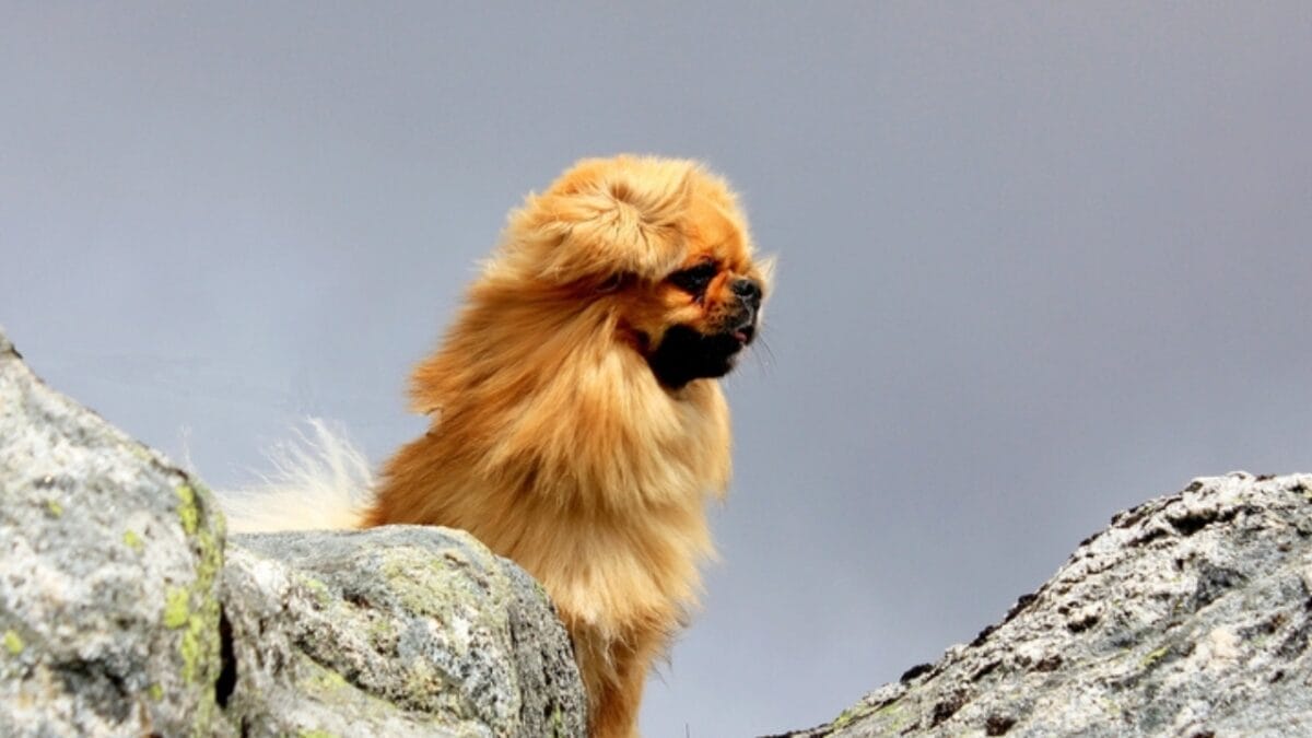 10 Centuries-Old Ways the Tibetan Spaniel Protected Temples & Its People 2 10 Centuries-Old Ways the Tibetan Spaniel Protected Temples & Its People - tibetan spaniel watchdog ss352819271