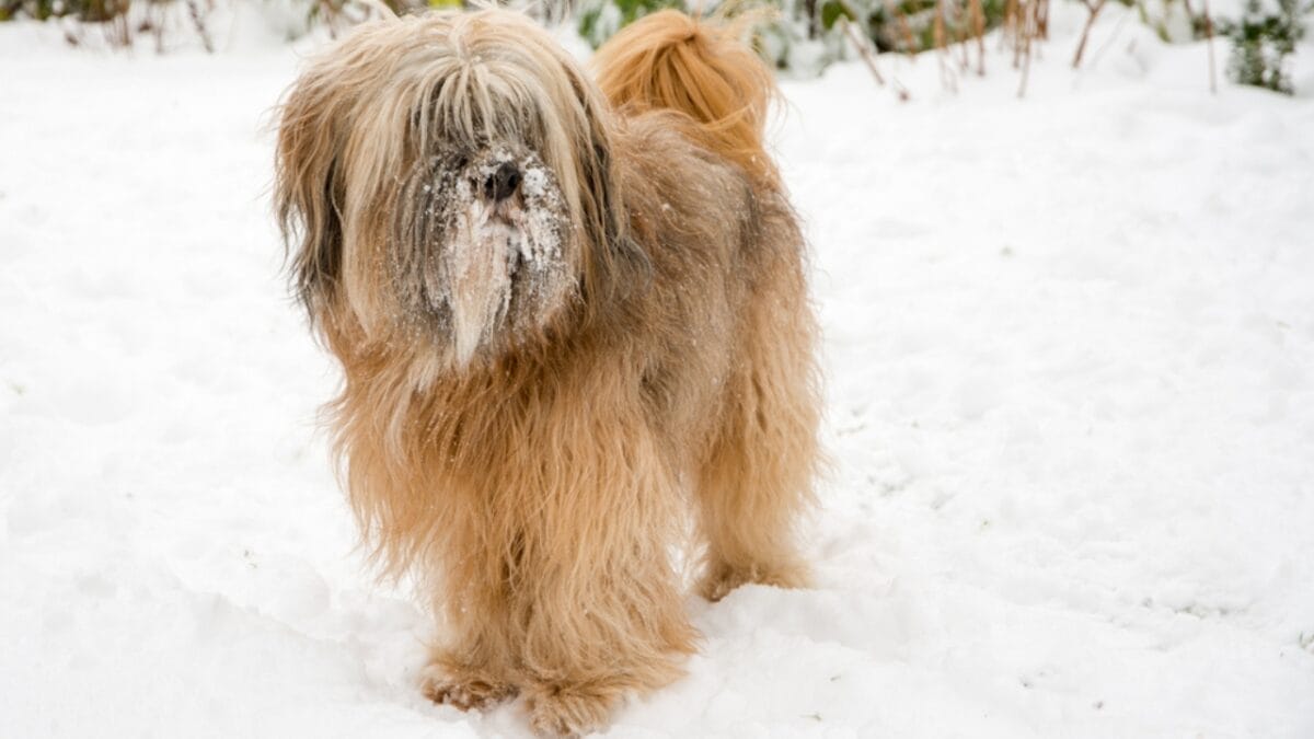 12 Reasons Tibetan Terriers are Unlike Any Other Breed 4 12 Reasons Tibetan Terriers are Unlike Any Other Breed - tibetan terrier coat ss244675420