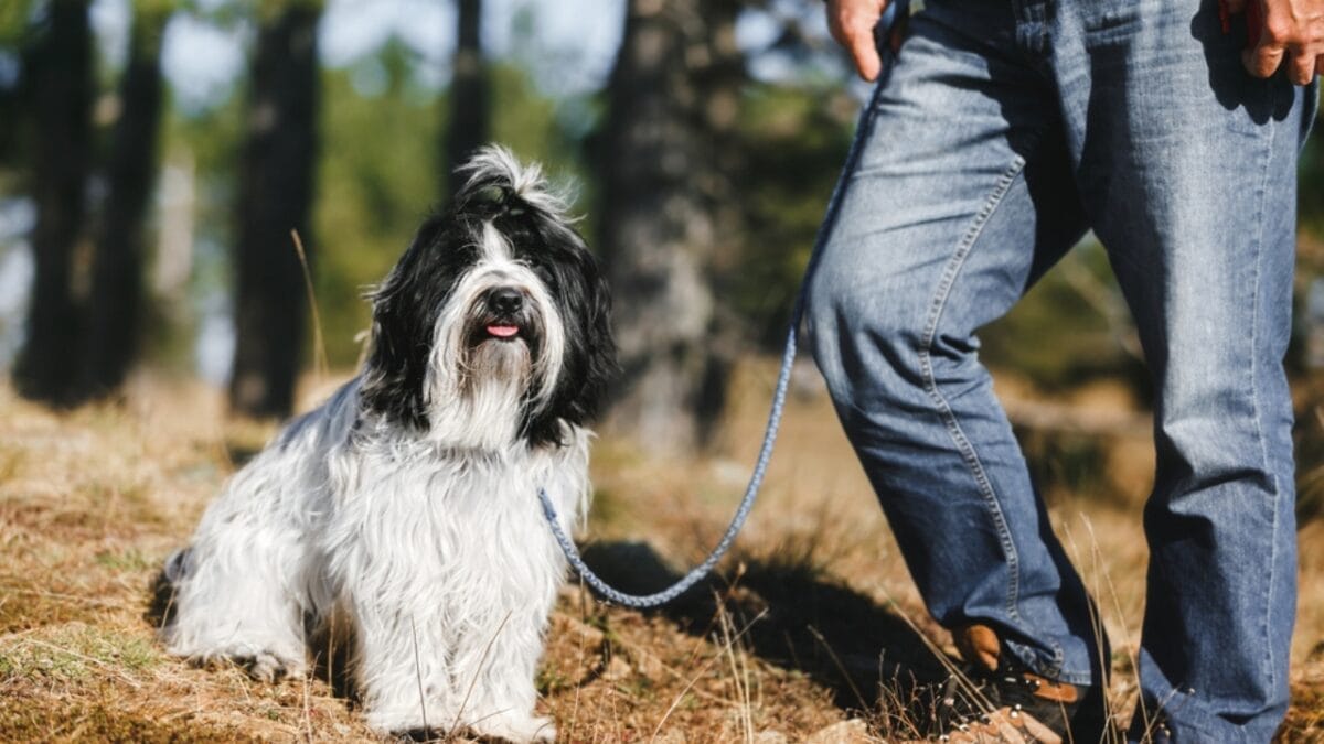 12 Reasons Tibetan Terriers are Unlike Any Other Breed 5 12 Reasons Tibetan Terriers are Unlike Any Other Breed - tibetan terrier companion ss1305941086