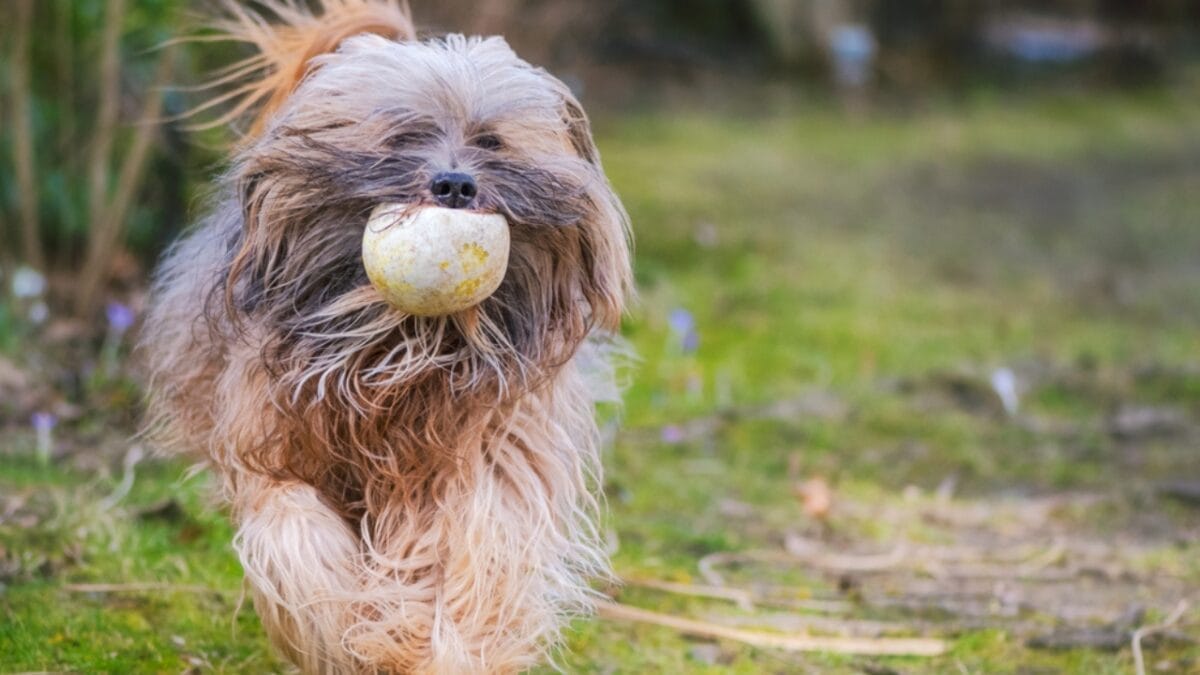 12 Reasons Tibetan Terriers are Unlike Any Other Breed 10 12 Reasons Tibetan Terriers are Unlike Any Other Breed - tibetan terrier energy ss1944357397