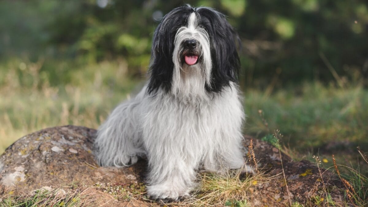 12 Reasons Tibetan Terriers are Unlike Any Other Breed 6 12 Reasons Tibetan Terriers are Unlike Any Other Breed - tibetan terrier extinct ss1814824145