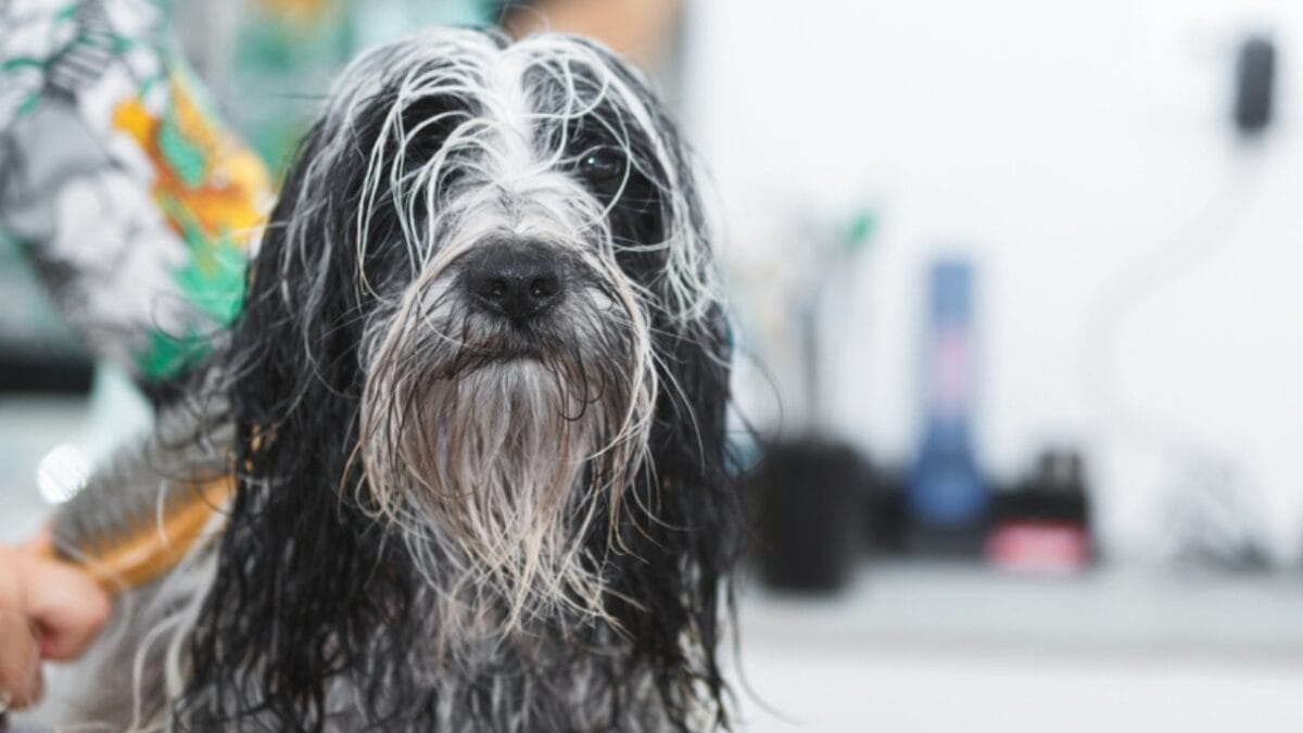 12 Reasons Tibetan Terriers are Unlike Any Other Breed 9 12 Reasons Tibetan Terriers are Unlike Any Other Breed - tibetan terrier groom ss1519291679