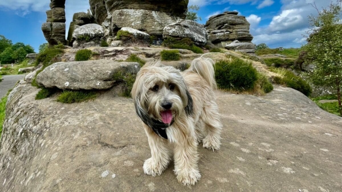 12 Reasons Tibetan Terriers are Unlike Any Other Breed 2 12 Reasons Tibetan Terriers are Unlike Any Other Breed - tibetan terrier guard ss2445887747