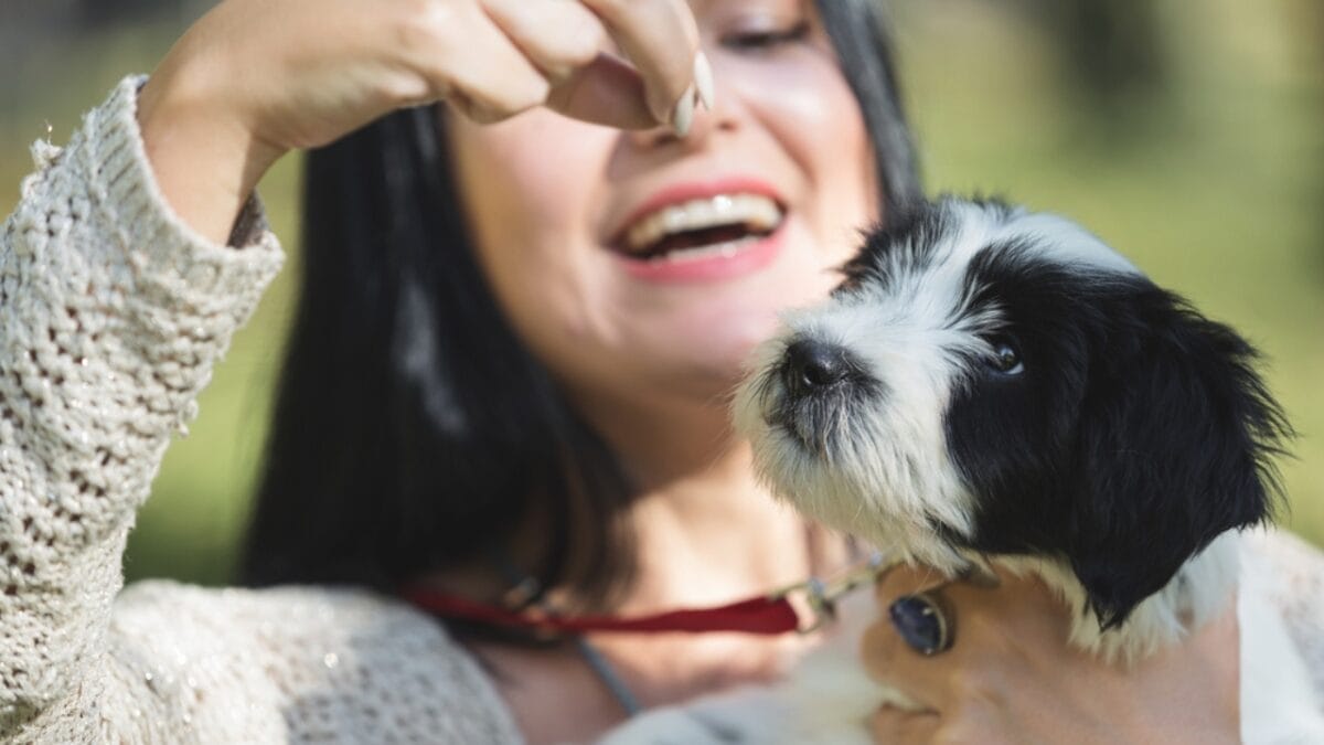 12 Reasons Tibetan Terriers are Unlike Any Other Breed 11 12 Reasons Tibetan Terriers are Unlike Any Other Breed - tibetan terrier reward ss752470669