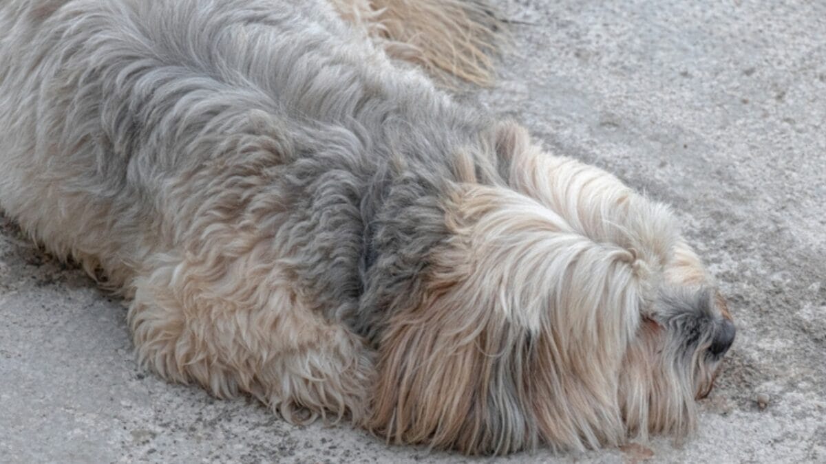 12 Reasons Tibetan Terriers are Unlike Any Other Breed 12 12 Reasons Tibetan Terriers are Unlike Any Other Breed - tibetan terrier sick ss2378039283
