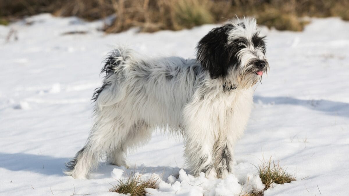 12 Reasons Tibetan Terriers are Unlike Any Other Breed 8 12 Reasons Tibetan Terriers are Unlike Any Other Breed - tibetan terrier snow ss789116173