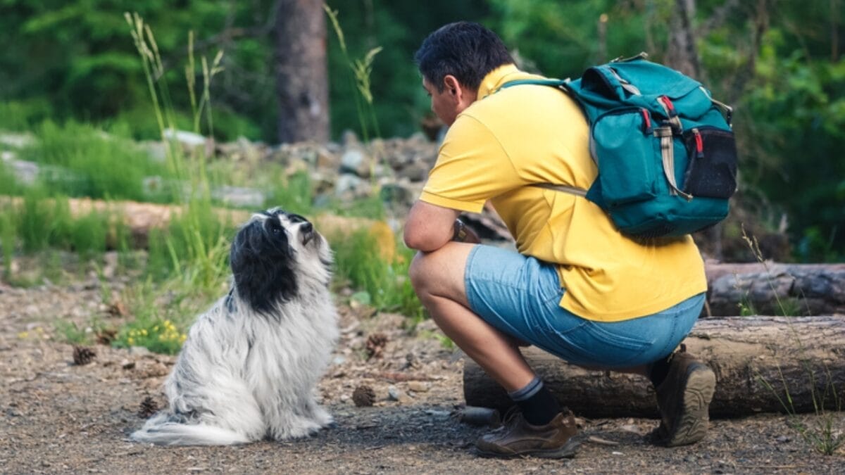 12 Reasons Tibetan Terriers are Unlike Any Other Breed 13 12 Reasons Tibetan Terriers are Unlike Any Other Breed - tibetan terrier with man ss2014489895