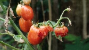 4 Simple Solutions to Protect Your Vegetable Garden from Birds 1 4 Simple Solutions to Protect Your Vegetable Garden from Birds - tomato ss2299150119