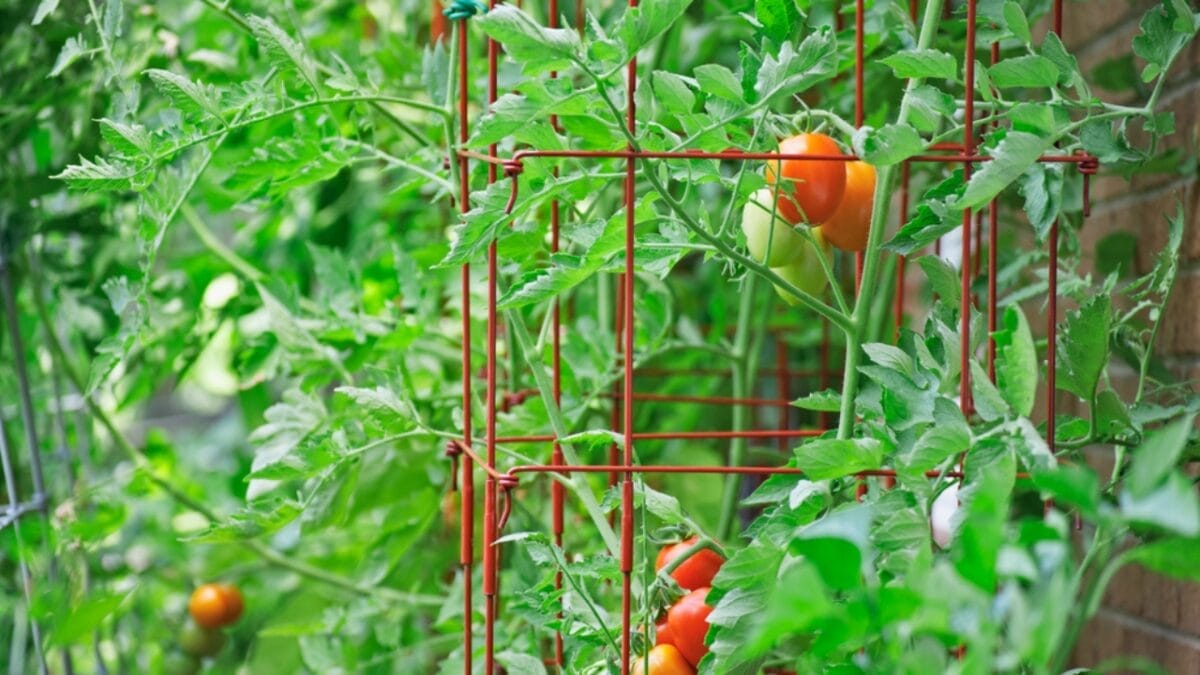 12 Weird But Effective Ways to Turn Your Garden into a Deer-Free Zone 7 12 Weird But Effective Ways to Turn Your Garden into a Deer-Free Zone - tomatoe cage ss1845882379