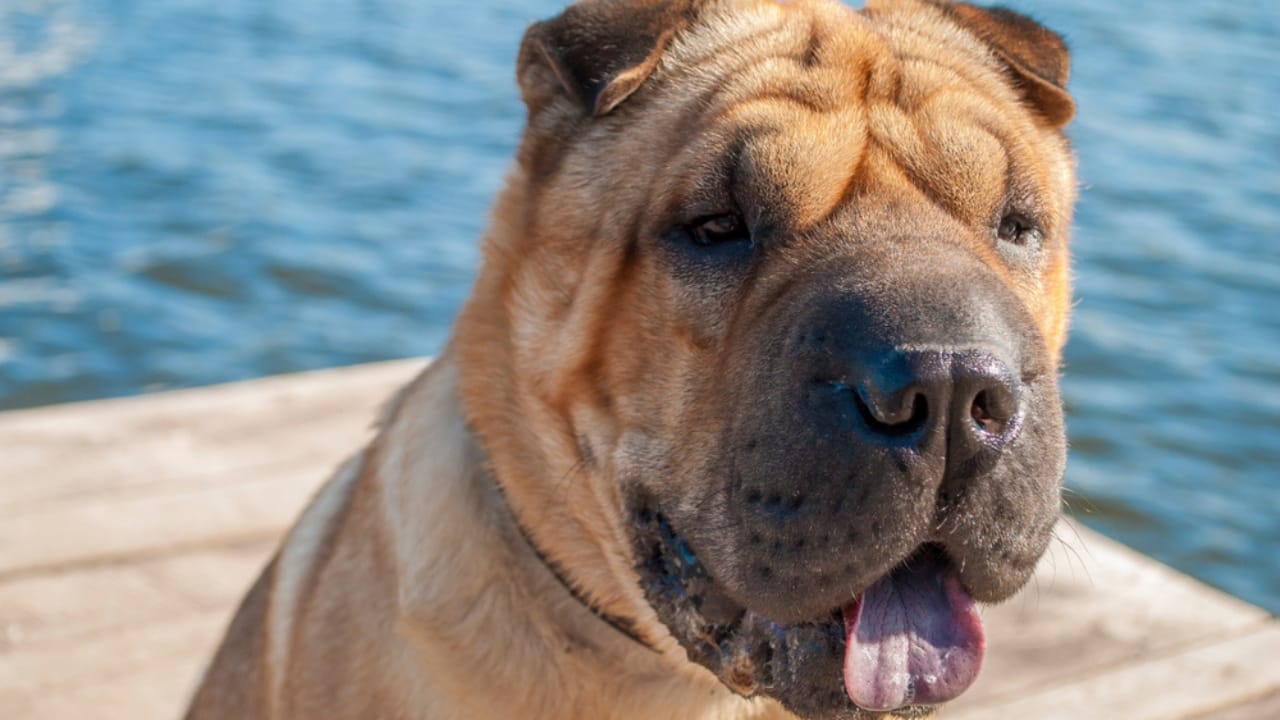 Why the Chinese Shar-Pei is More Than Just Wrinkles 6 Why the Chinese Shar-Pei is More Than Just Wrinkles - tongue chinese shar pei ss1157857051
