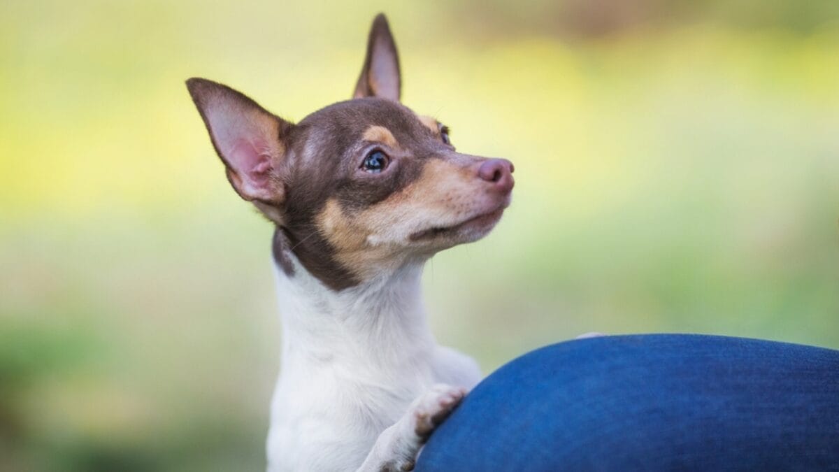 10 Mischievous Habits of the Toy Fox Terrier, the World's Littlest Trickster 8 10 Mischievous Habits of the Toy Fox Terrier, the World's Littlest Trickster - toy fox terrier dog begging teary eyes ss2206604187