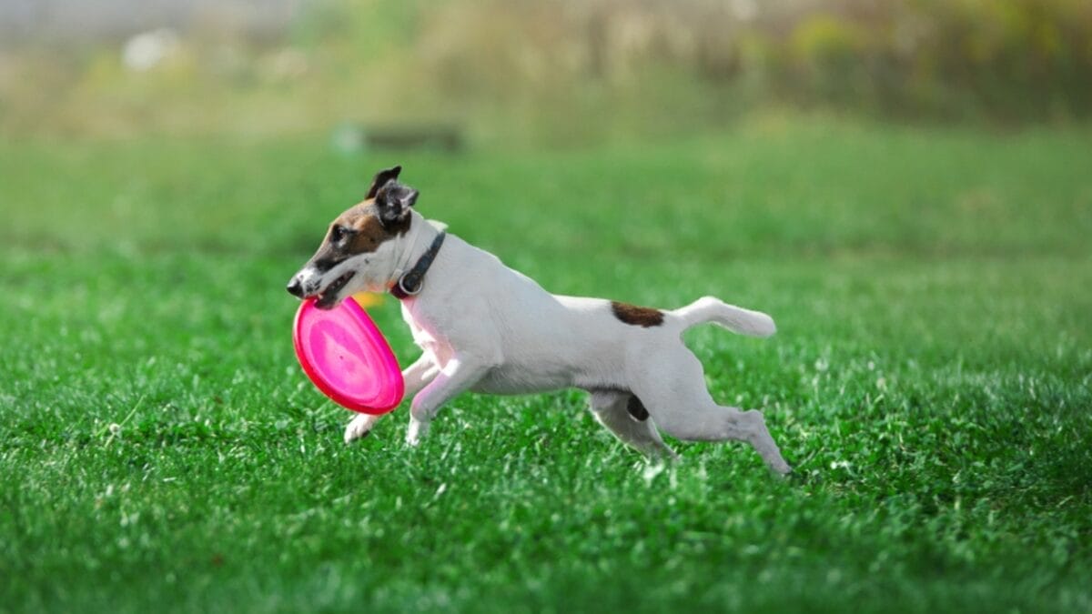 10 Mischievous Habits of the Toy Fox Terrier, the World's Littlest Trickster 9 10 Mischievous Habits of the Toy Fox Terrier, the World's Littlest Trickster - toy fox terrier dog walking with frisbee ss518948899