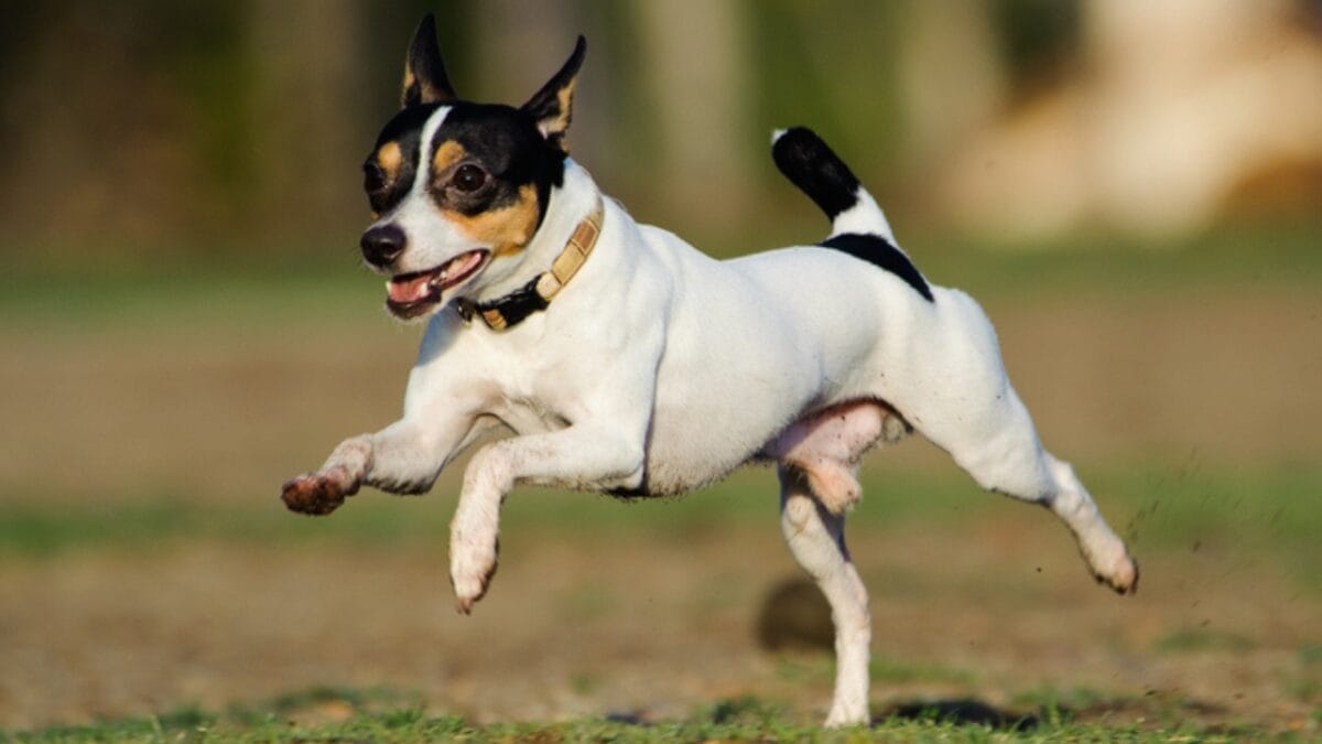 Meet the New Dog Breeds the AKC Has Recognized Since 2000 6 Meet the New Dog Breeds the AKC Has Recognized Since 2000 - toy fox terrier ss375935218