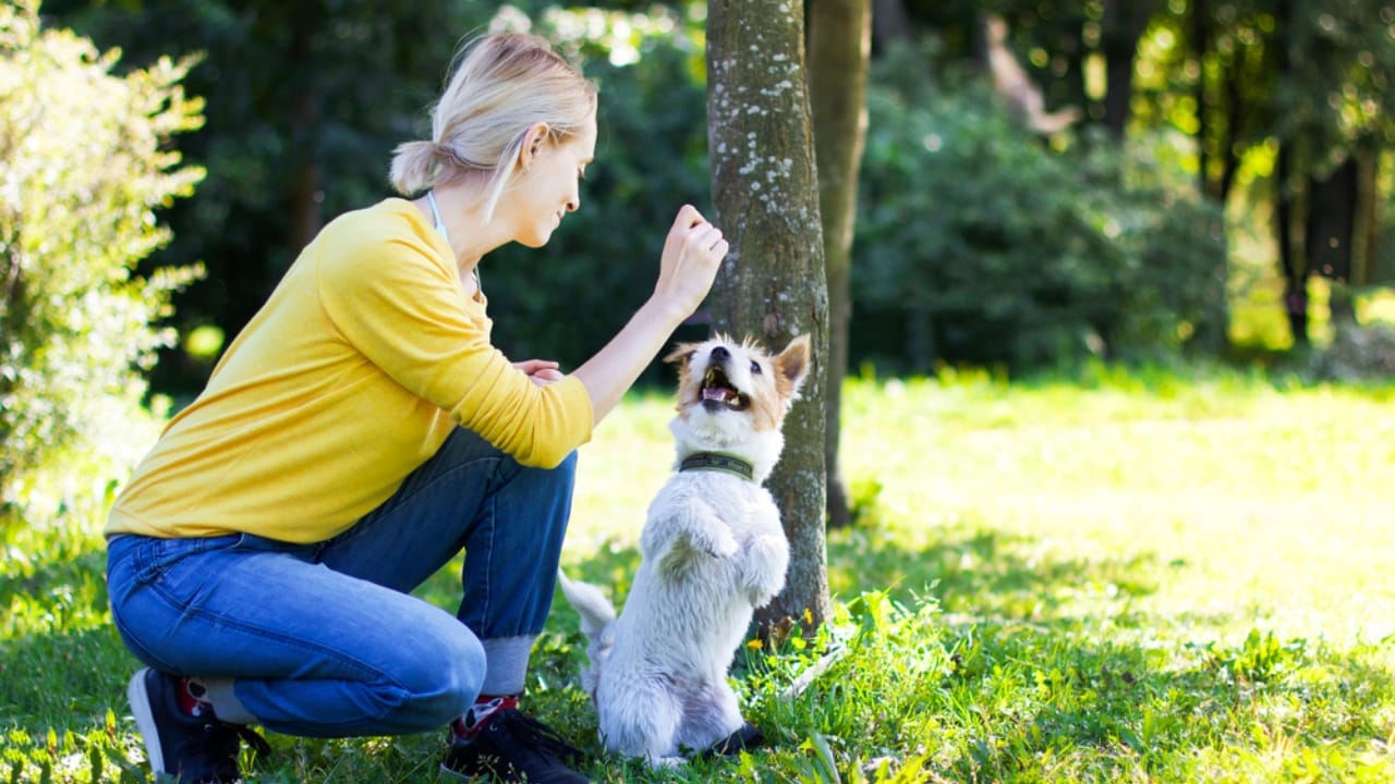 10 Steps to a Well-Mannered Parson Russell Terrier 4 10 Steps to a Well-Mannered Parson Russell Terrier - training parson russell terrier ss1487705699
