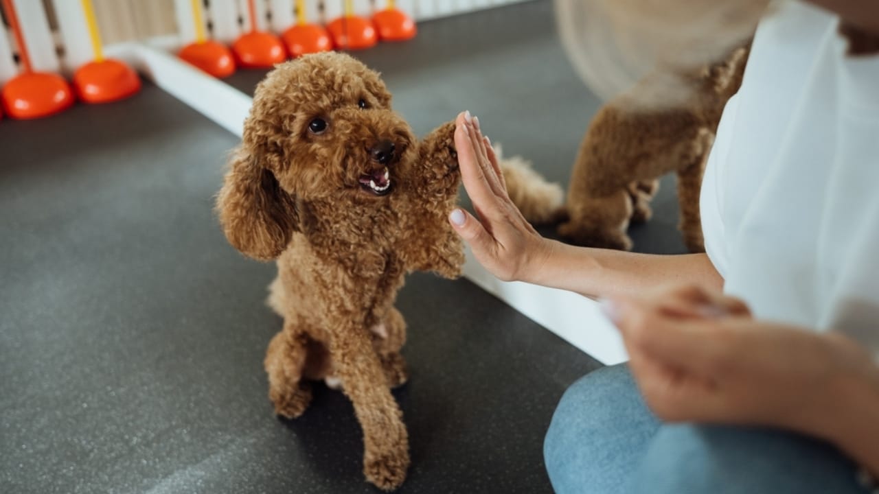 Poodles at War: Untold Stories of History’s Elegant Warriors 6 Poodles at War: Untold Stories of History’s Elegant Warriors - training poodle ss2196483819