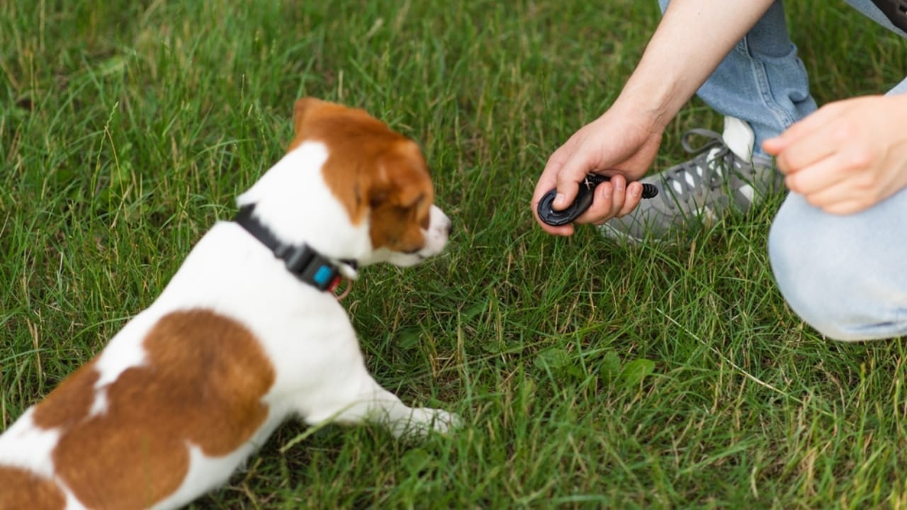 10 Steps to a Well-Mannered Parson Russell Terrier 9 10 Steps to a Well-Mannered Parson Russell Terrier - training russell terrier ss2497641297