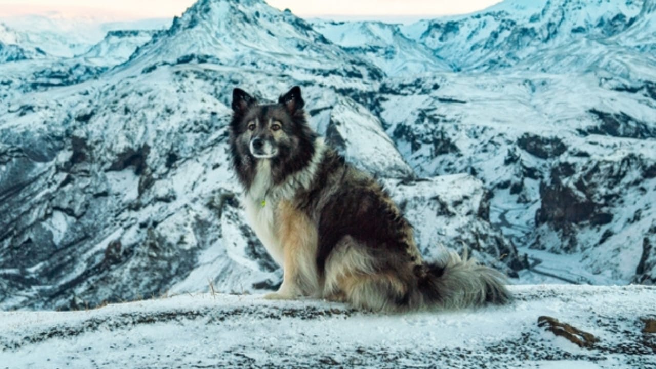7 Facts About the Icelandic Sheepdog’s 1,000-Year Survival 6 7 Facts About the Icelandic Sheepdog’s 1,000-Year Survival - treasure icelandic sheepdog ss2251896123