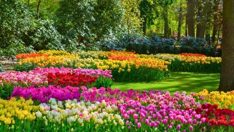 15 Stunning Flowering Bulbs & Tubers for Shady Backyards - tulip garden dp140404018