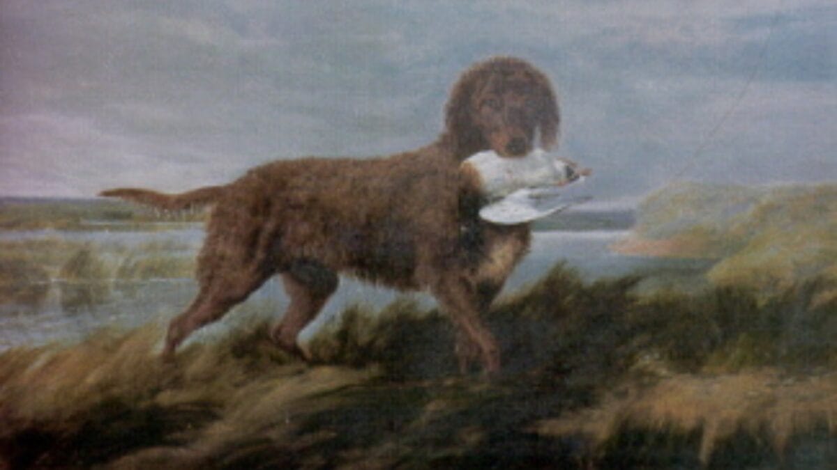 9 Dog Breeds That Once Roamed Earth But Now Are No Longer With Us - tweed water spaniel wc