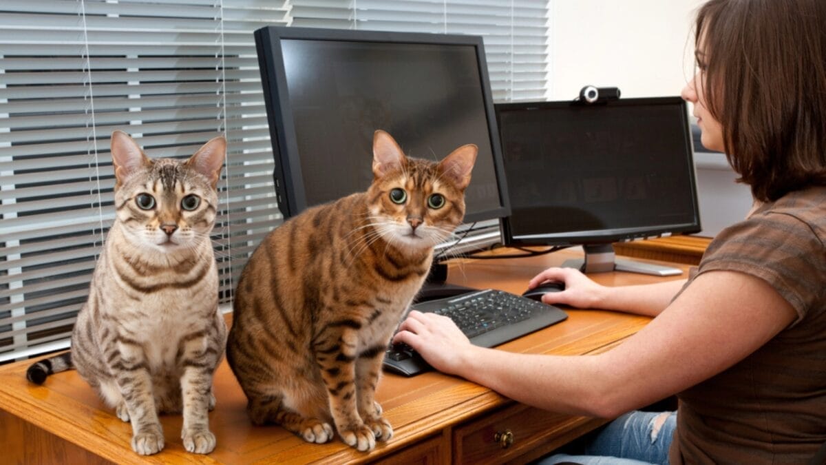 10 Adorable Cat Behaviors That Mean You're Their Favorite Human 7 10 Adorable Cat Behaviors That Mean You're Their Favorite Human - two cat with owner dp7979153