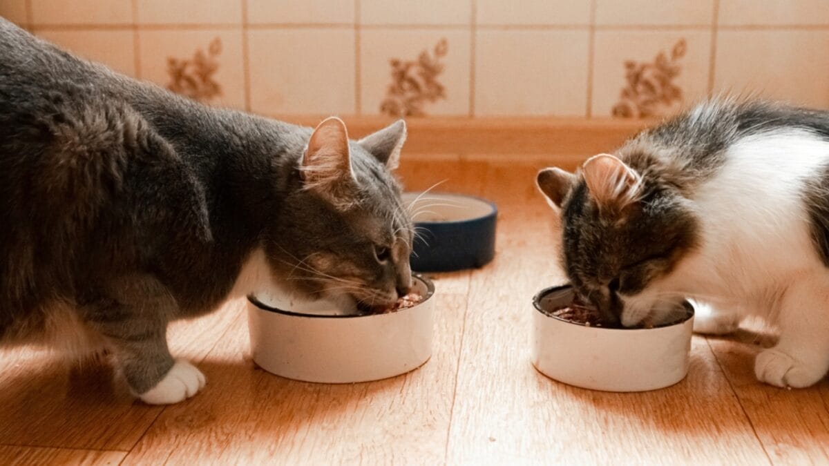What It Might Mean If Your Cat Suddenly Stops Eating - two cats eating dp462965756