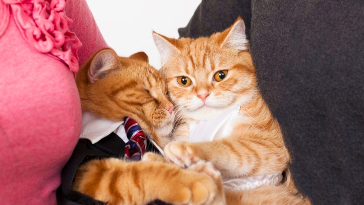 9 Reasons Your Cat's Meow Means More Than You Think 7 9 Reasons Your Cat's Meow Means More Than You Think - two cats in love dp65843261