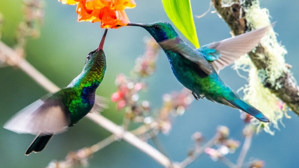 5 Snacks to Supplement Your Hummingbird's Diet Instead of Sugar Water 2 5 Snacks to Supplement Your Hummingbird's Diet Instead of Sugar Water - two giant hummingbird dp473683138