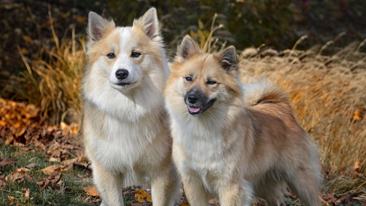 7 Facts About the Icelandic Sheepdog’s 1,000-Year Survival 7 7 Facts About the Icelandic Sheepdog’s 1,000-Year Survival - two icelandic sheepdog ss1975817618