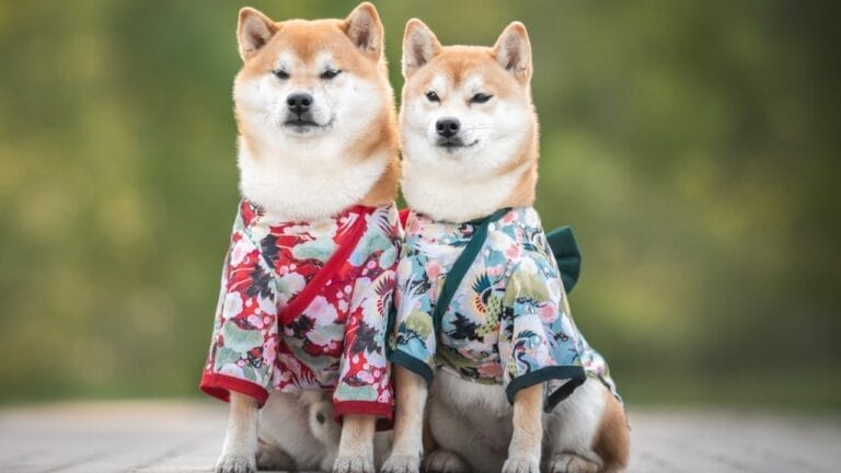 7 Shiba Inu Dog Facts to Know—Including How to Handle the Legendary "Shiba Scream" - two shiba inu ss2354294757