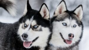 Before You Get a Husky: 13 Things That Might Make You Think Twice 1 Before You Get a Husky: 13 Things That Might Make You Think Twice - two siberian husky ss1900922857