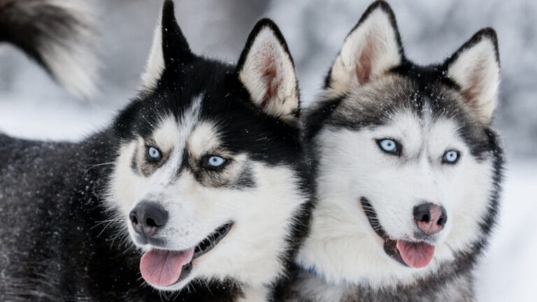 Before You Get a Husky: 13 Things That Might Make You Think Twice 3 Before You Get a Husky: 13 Things That Might Make You Think Twice - two siberian husky ss1900922857