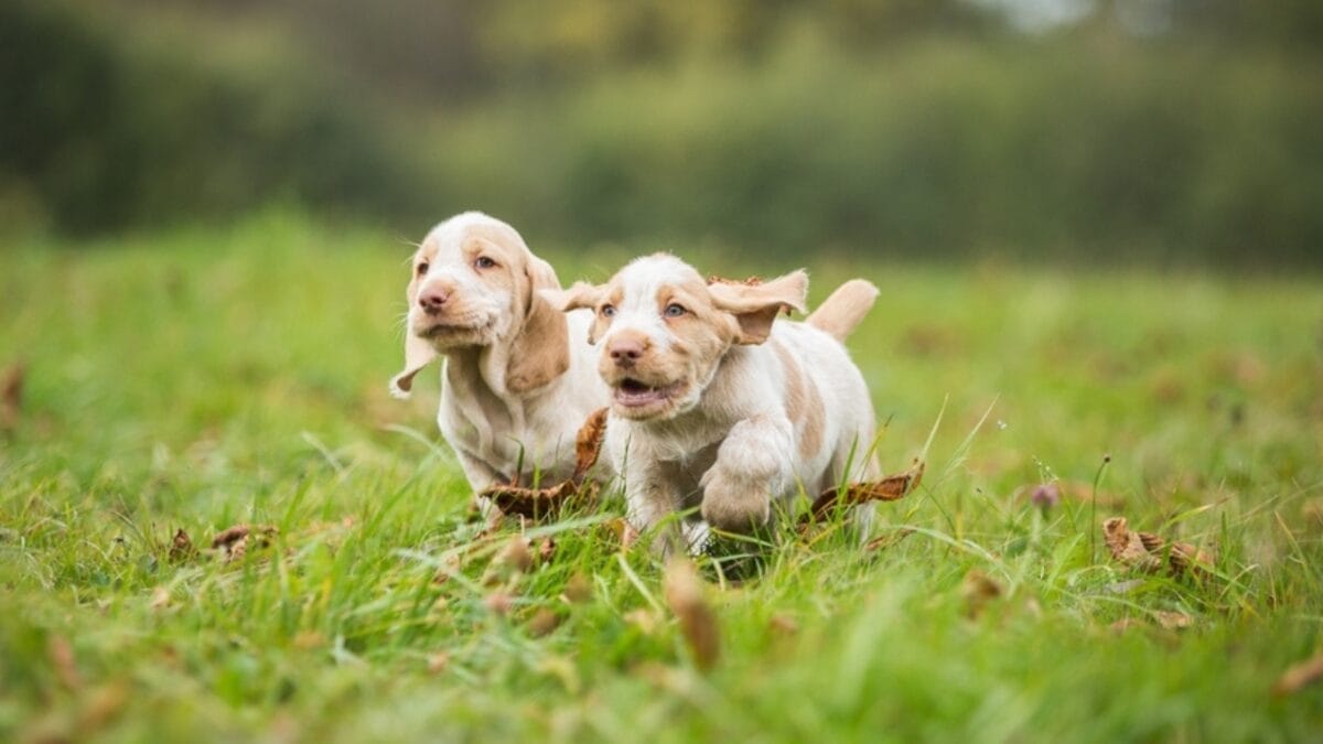 Spinone Italiano Owners Share 10 Underrated Benefits of the Breed 10 Spinone Italiano Owners Share 10 Underrated Benefits of the Breed - two spinone italiano dog running ss2061032834
