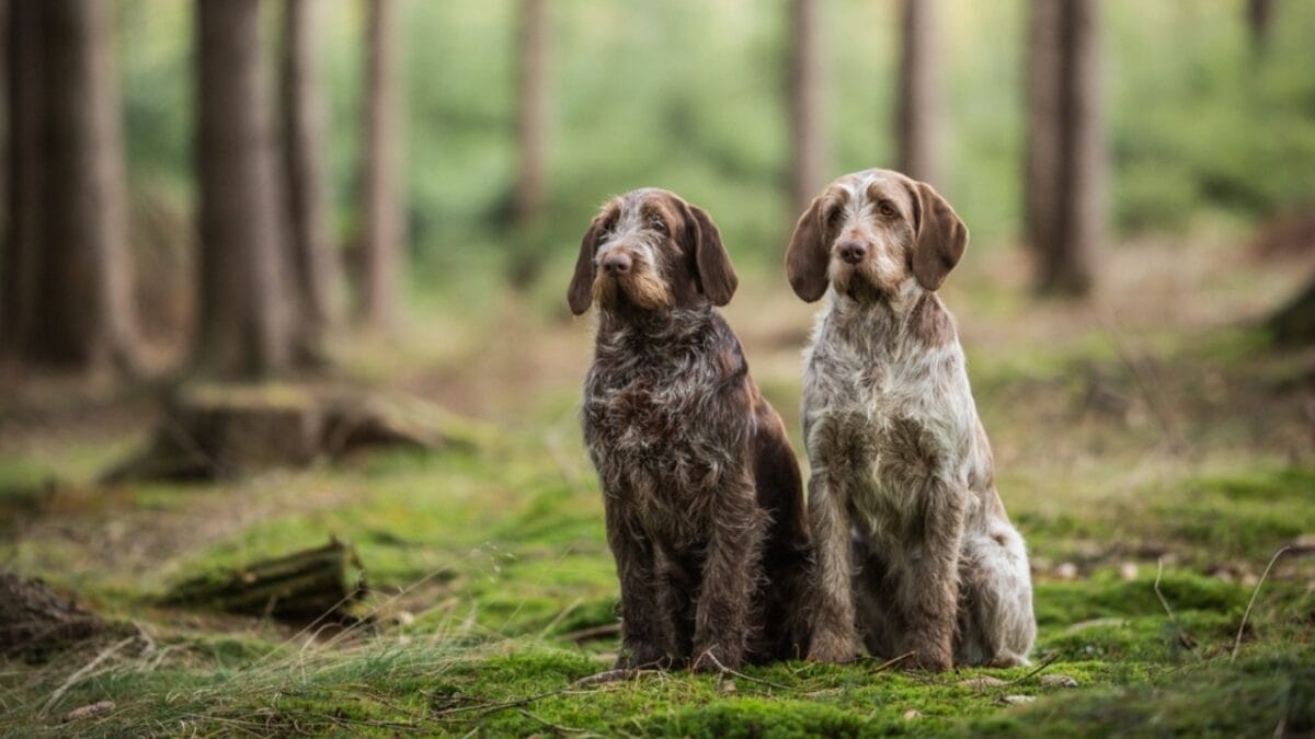 Spinone Italiano Owners Share 10 Underrated Benefits of the Breed 4 Spinone Italiano Owners Share 10 Underrated Benefits of the Breed - two spinone italiano dog sitting forest ss2141571509