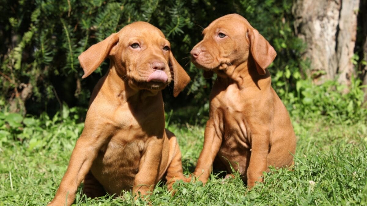 why hungary's most stolen dog breed costs $21,000 (and what owners actually go through) 5 why hungary's most stolen dog breed costs $21,000 (and what owners actually go through) - two vizsla puppy ss60577204