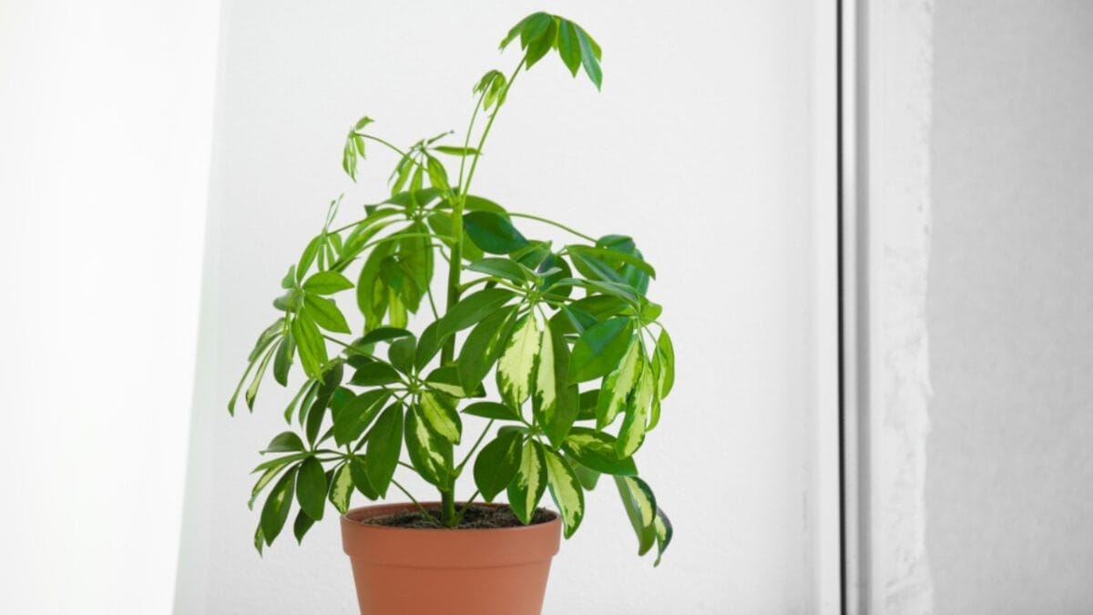 12 Houseplants That Actually Prefer Staying Pot-Bound - umbrella plant ss1405152374