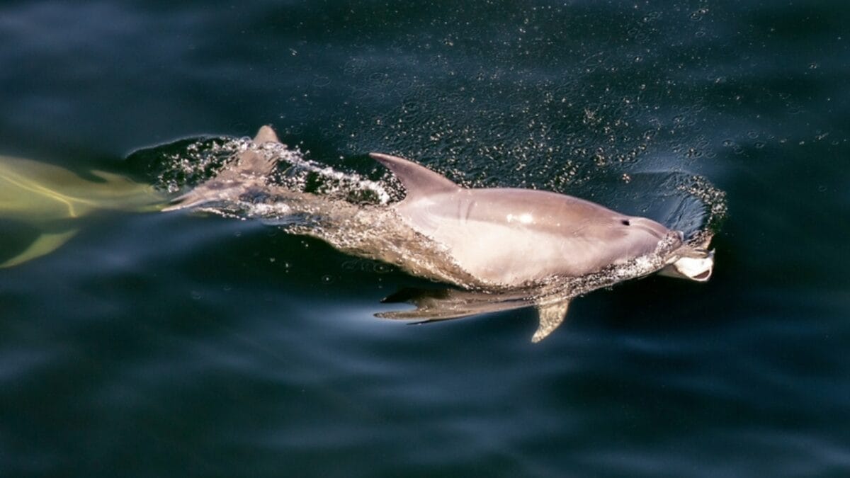 15 Rare Animal Species You’ll Rarely See as They Face Extinction in the Wild - vaquita fish ss2406060167