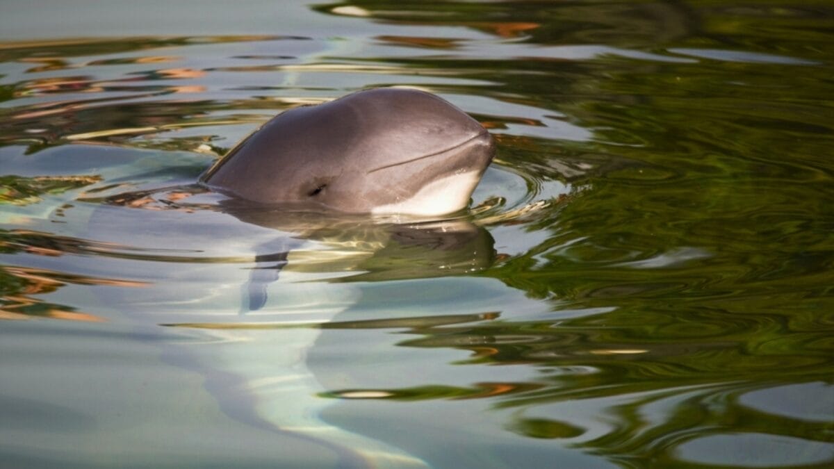 10 of the Rarest Animals on Earth 2 10 of the Rarest Animals on Earth - vaquita swimming ss2406060169