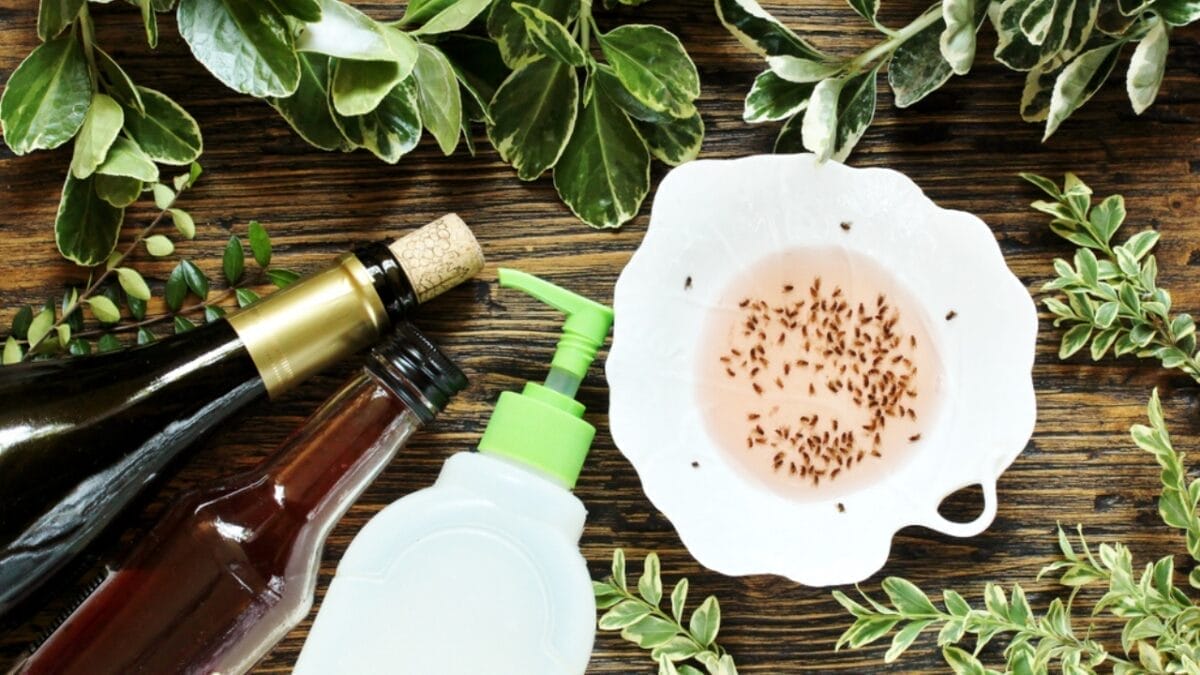 15 Effective Ways to Get Rid of Flies in Your House 8 15 Effective Ways to Get Rid of Flies in Your House - vinegar with mosquito ss1409069906