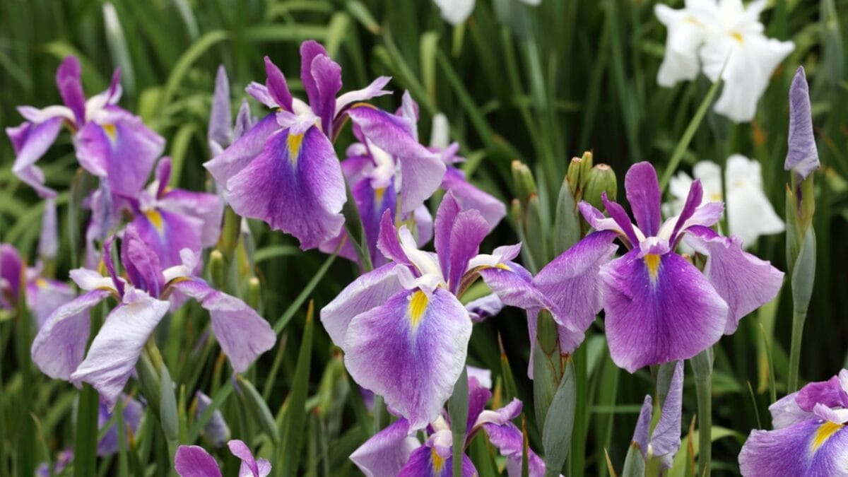 20 Beautiful Plants to Celebrate the Memory of Departed Loved Ones 16 20 Beautiful Plants to Celebrate the Memory of Departed Loved Ones - violet iris flower dp74728011