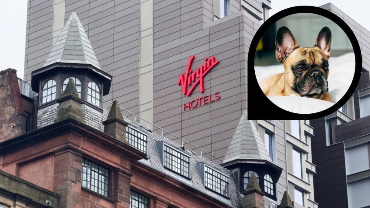 15 Hotels in the U.S. Redefining Pet-Friendly Stays 3 15 Hotels in the U.S. Redefining Pet-Friendly Stays - virgin hotel ss2401600593 dp255457616